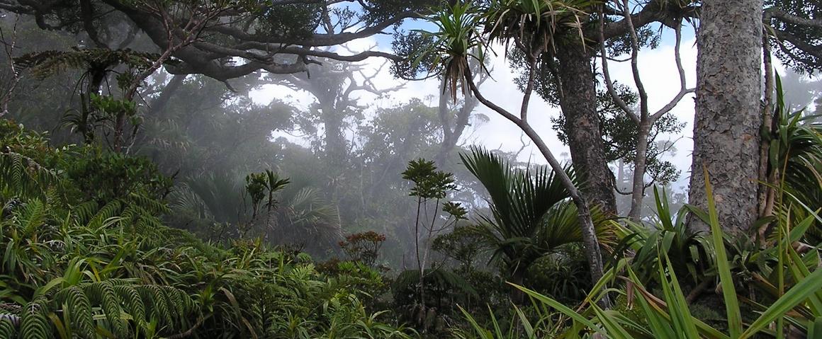 Forêt du Mont Panié, en Nouvelle-Calédonie © J. Tassin, Cirad